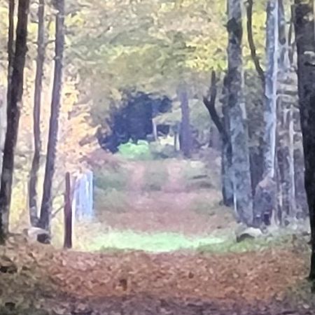 In Nature Białowieża Eksteriør bilde