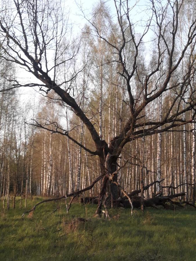 In Nature Białowieża Eksteriør bilde