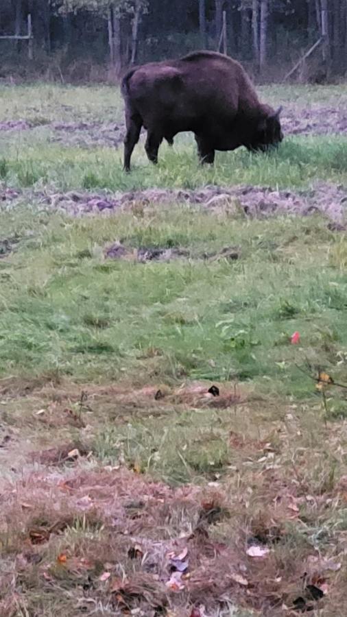 In Nature Białowieża Eksteriør bilde
