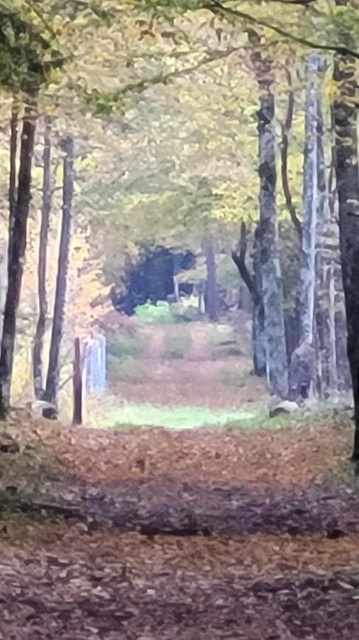 In Nature Białowieża Eksteriør bilde